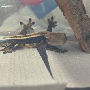 후디