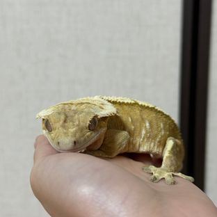 푸딩이
