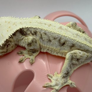 은하