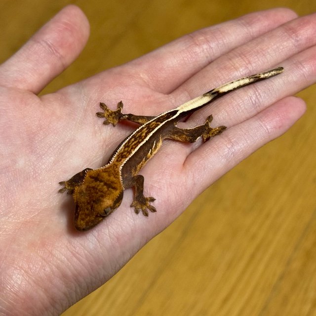 엠티백 풀핀 화이트핀 노멀