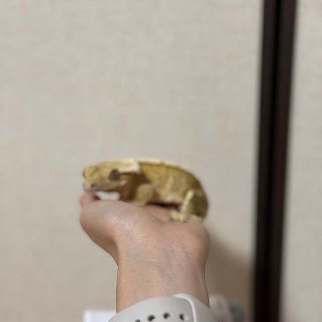 노멀 화이트스팟 크림시클