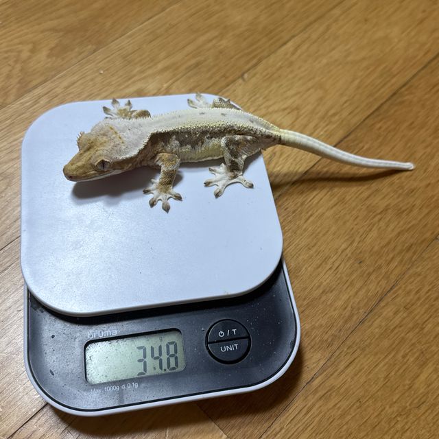 릴리화이트