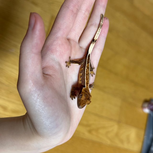 엠티백 풀핀 화이트핀 노멀