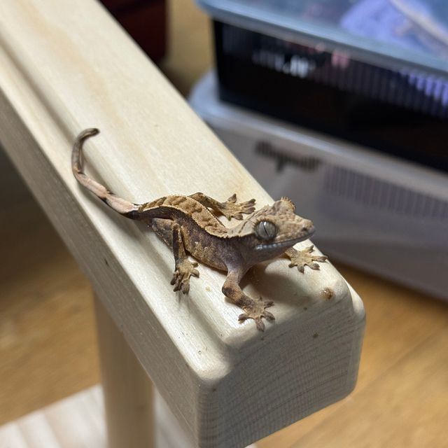 노멀