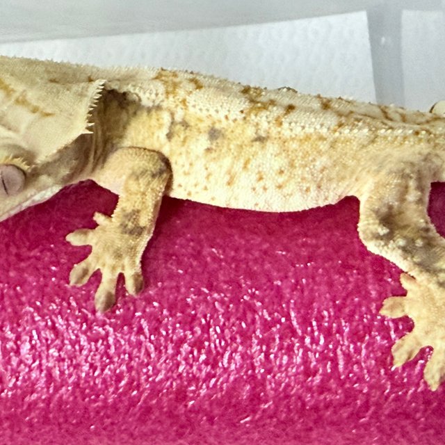 노멀 트라이 화이트스팟 익스트림할리퀸