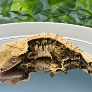 노멀 트라이 화이트스팟