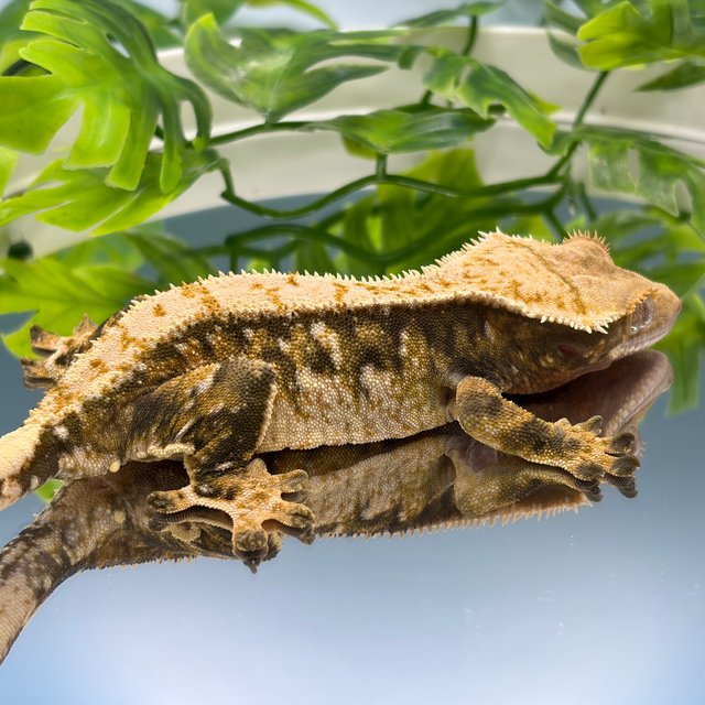 노멀 트라이 화이트스팟