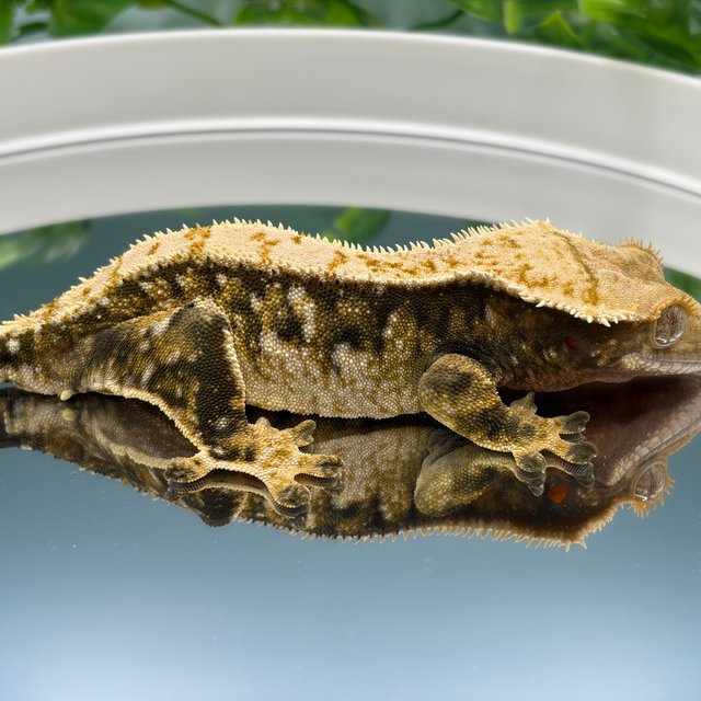 노멀 트라이 화이트스팟