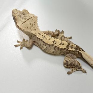 타이거 브린들