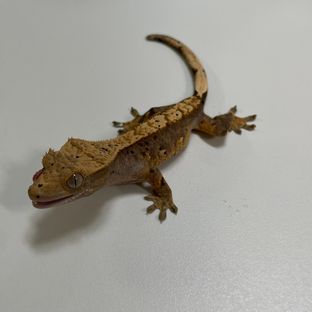 트라이 달마시안 익스트림할리퀸