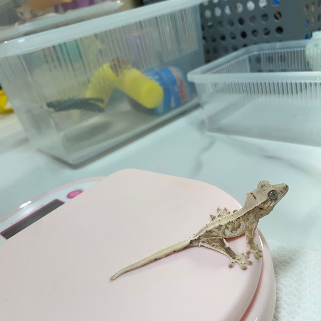 트라이 릴리화이트