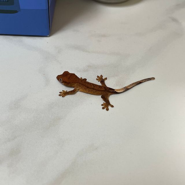 팬텀 레드