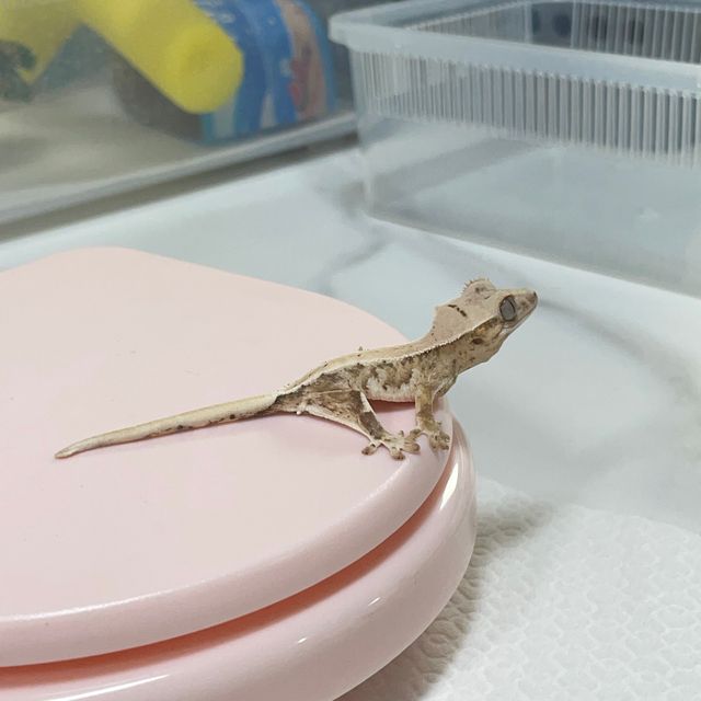 트라이 릴리화이트
