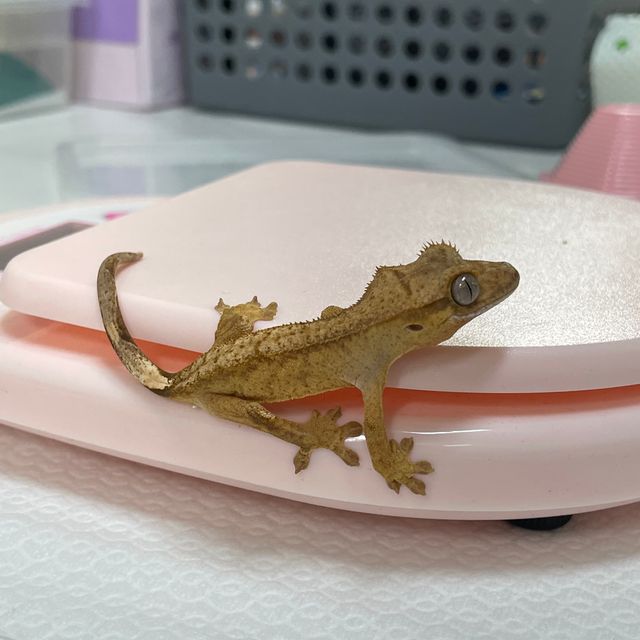 팬텀