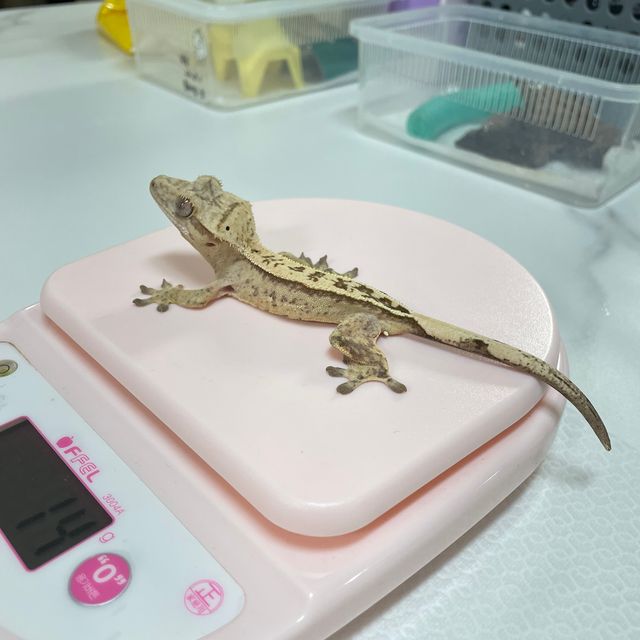 옐로우 크림시클
