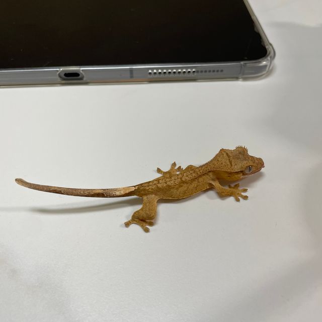 팬텀