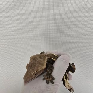 다크 엠티백