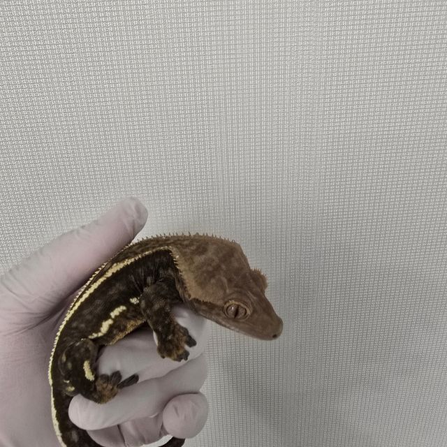 다크 엠티백