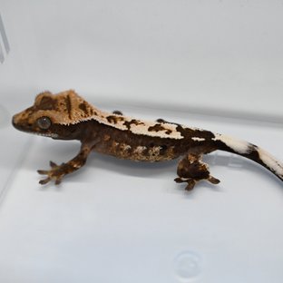 100%헷아잔틱 세이블