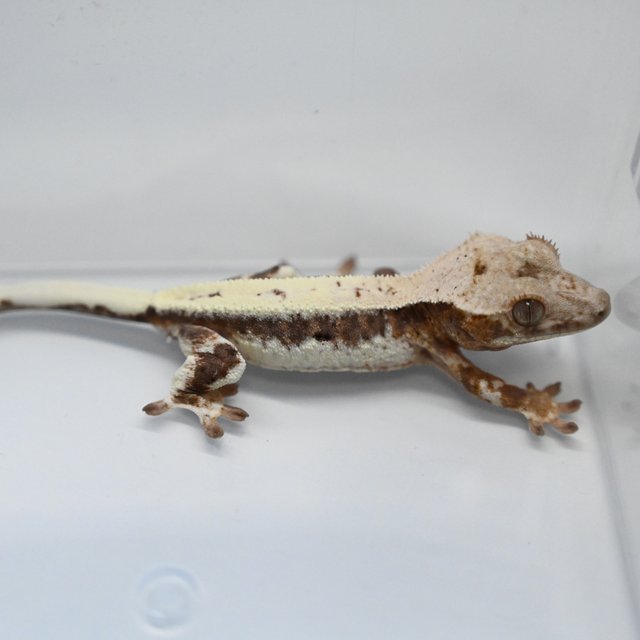 100%헷아잔틱 릴리 세이블