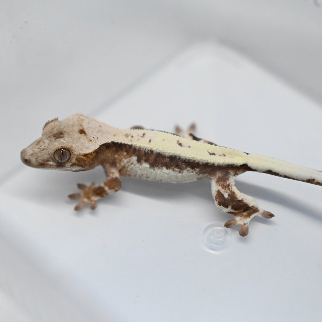 100%헷아잔틱 릴리 세이블