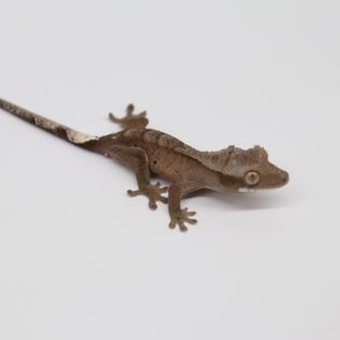 A16