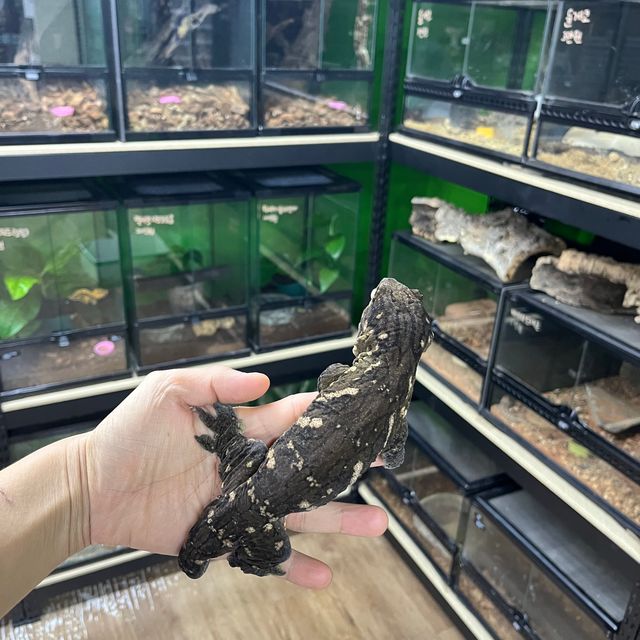 헷 멜라니스틱