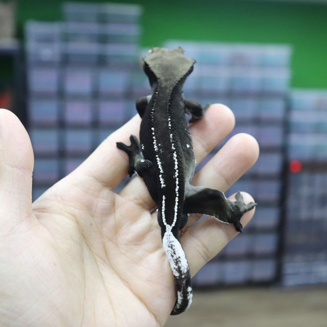 아잔틱