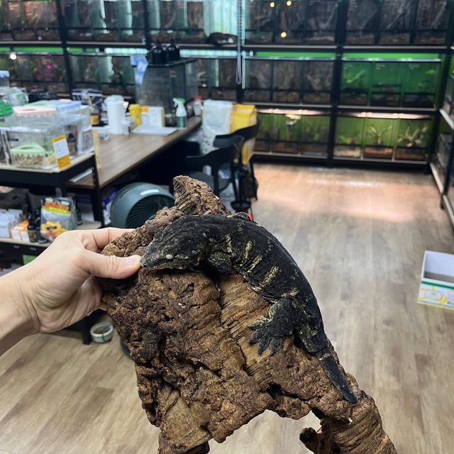 하키토 헷 멜라니스틱