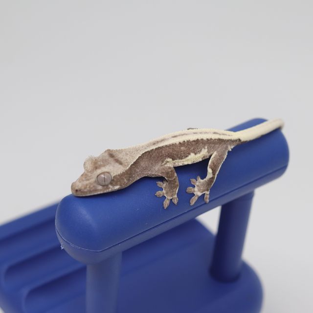 릴잔틱