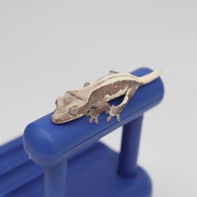 릴잔틱
