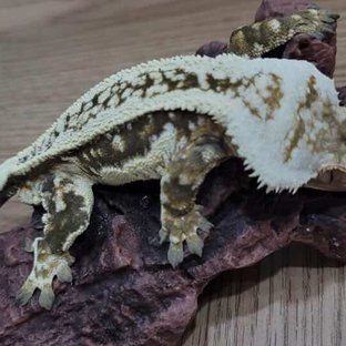 슈퍼스트라이프 엠티백 (부)