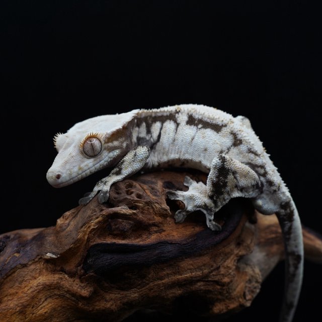 노멀 드리피 화이트스팟 화이트포트홀