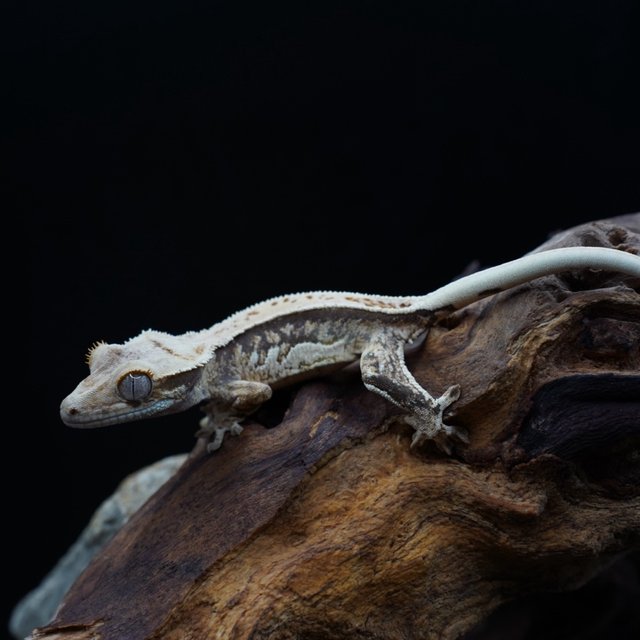 노멀 쿼드 트라이