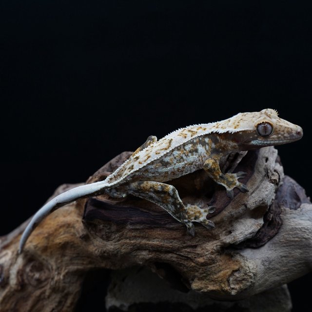 화이트스팟 화이트포트홀 드리피 화이트핀 쿼드 트라이