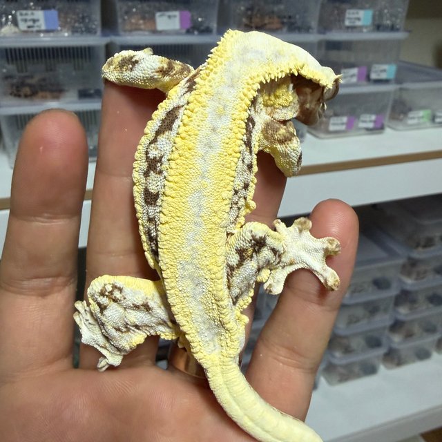 릴리화이트 슈퍼스트라이프