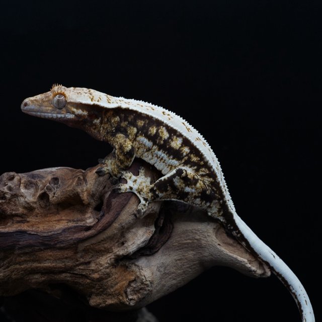 노멀 쿼드 트라이