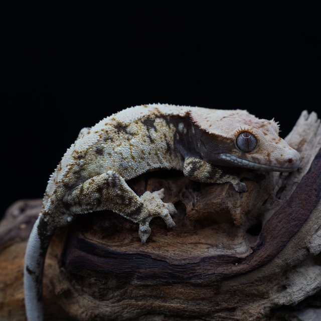 100%헷초초 화이트스팟