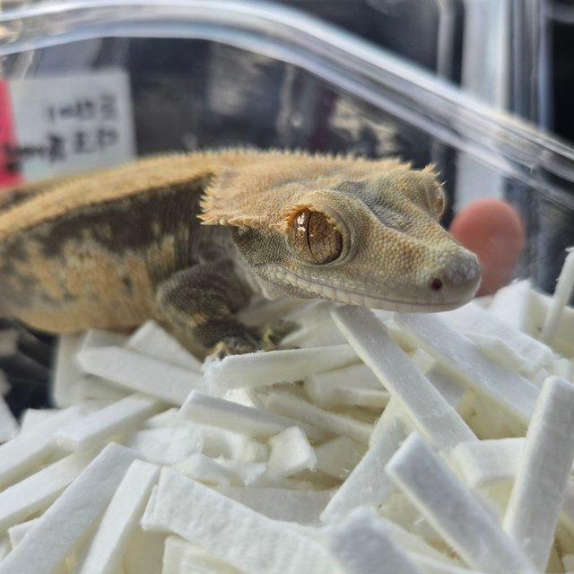 노멀 트라이 다크 플레임