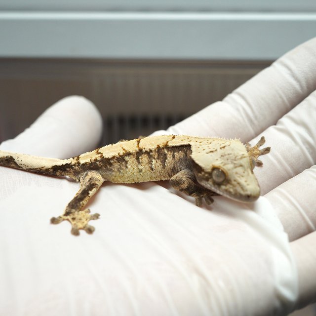 100%헷초초 100%헷아잔틱