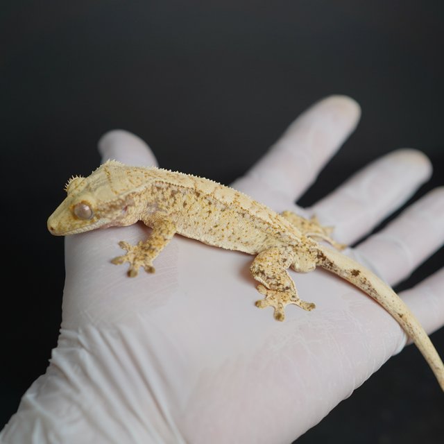 노멀 화이트스팟 드리피