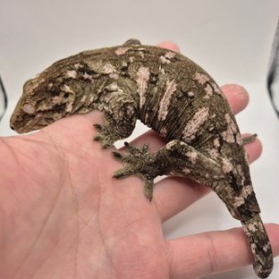 리핀리치스 다스몰 GT 헷 멜라니스틱