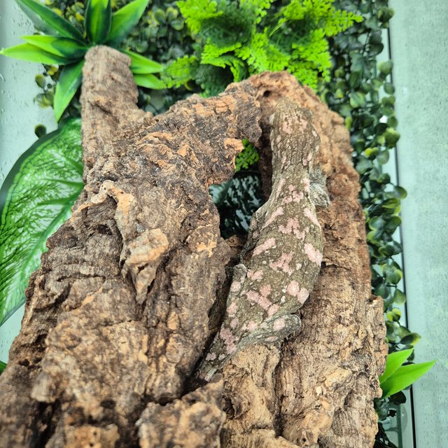 GT 헷 멜라니스틱 리핀리치스 다스몰