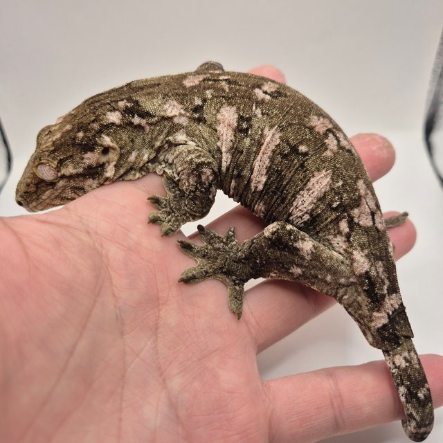 리핀리치스 다스몰 GT 헷 멜라니스틱