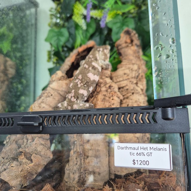 리핀리치스 다스몰 GT 헷 멜라니스틱