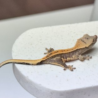 릴리100%헷아잔틱