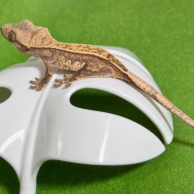 노멀 트라이 쿼드