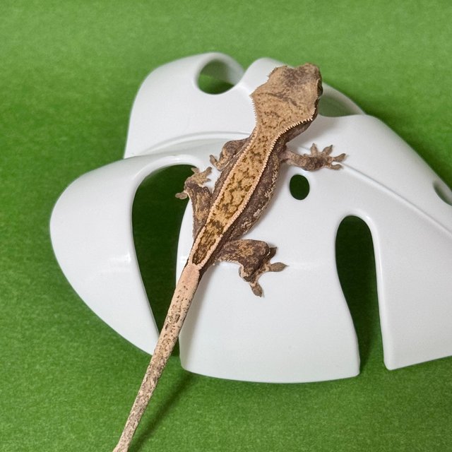 노멀 트라이 쿼드