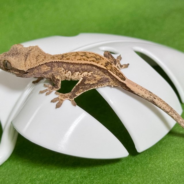 노멀 트라이 쿼드