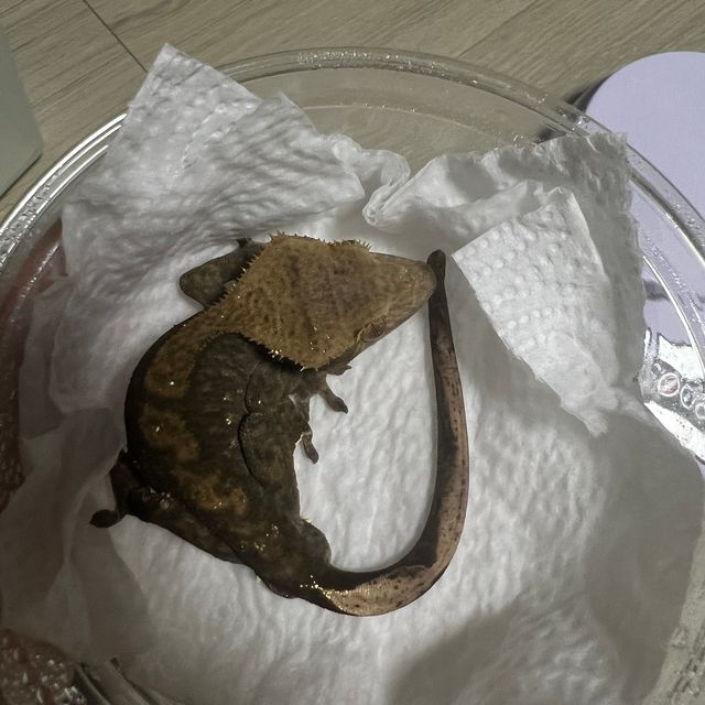 노멀 벅스킨 다크 챠콜